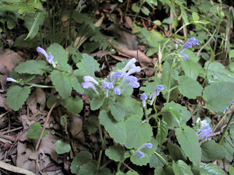 Scutellaria laeteviolacea