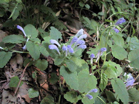 Scutellaria laeteviolacea