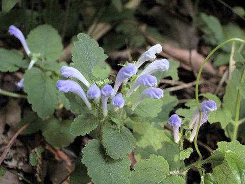 Scutellaria laeteviolacea