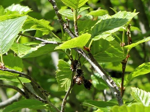 Alnus sinuata