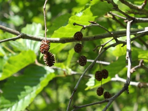 Alnus sinuata