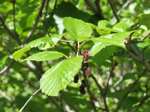 Alnus sinuata