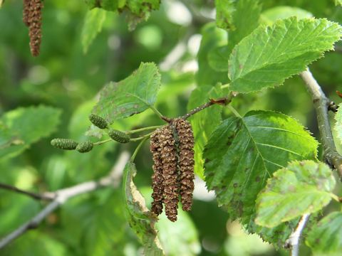 Alnus sinuata