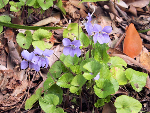 Viola grypoceras var. hichitoana