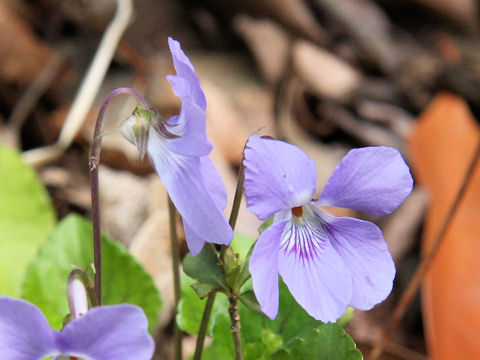 Viola grypoceras var. hichitoana