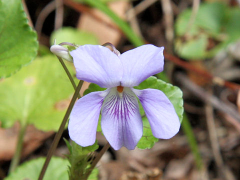 Viola grypoceras var. hichitoana