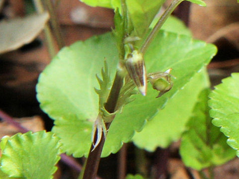 Viola grypoceras var. hichitoana