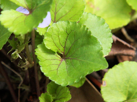 Viola grypoceras var. hichitoana