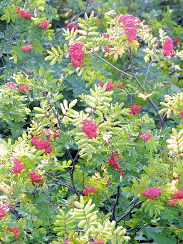 Sorbus sitchensis