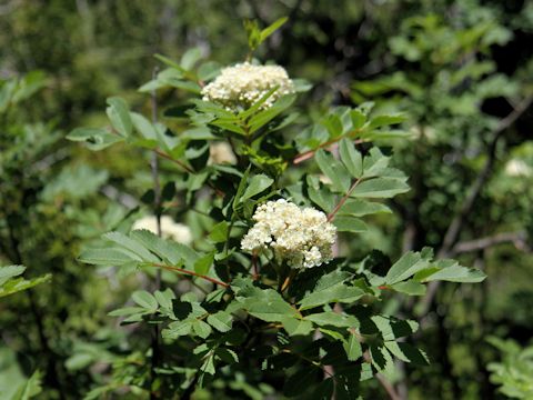 Sorbus sitchensis