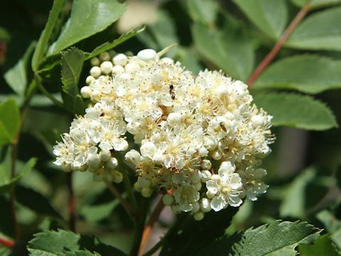 Sorbus sitchensis