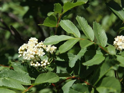 Sorbus sitchensis