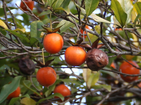 Diospyros cathayensis