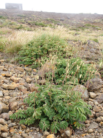 Sanguisorba albiflora