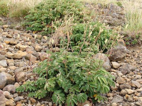 Sanguisorba albiflora