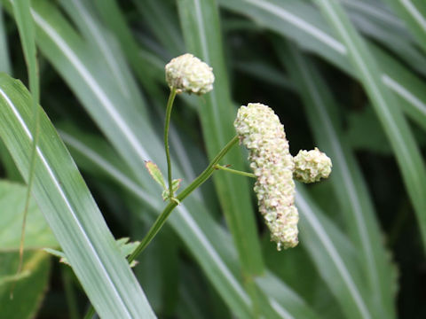 Sanguisorba albiflora