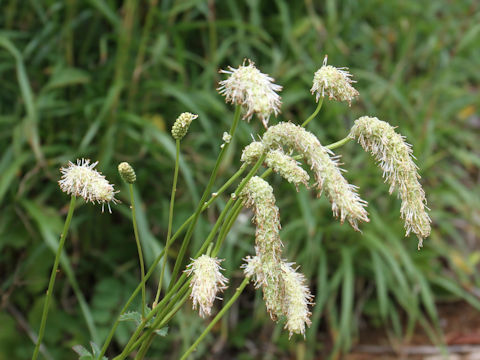 Sanguisorba albiflora