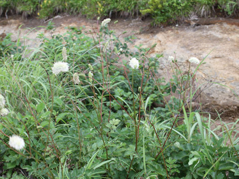 Sanguisorba albiflora