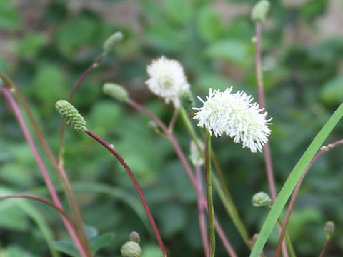 Sanguisorba albiflora