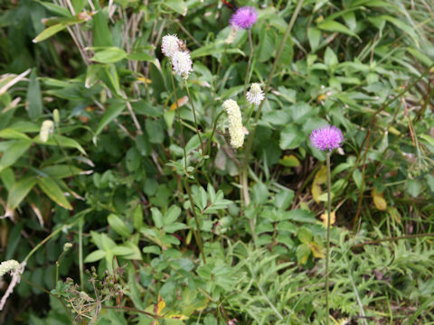 Sanguisorba albiflora