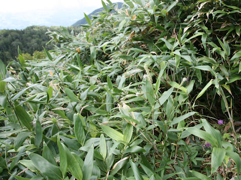 Sanguisorba albiflora