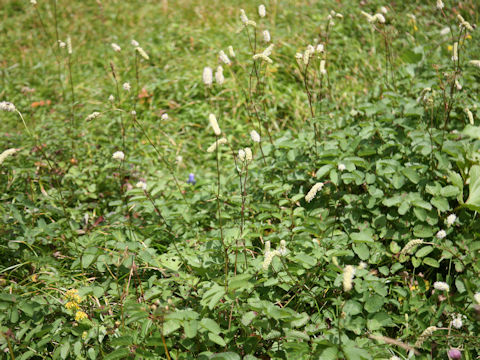 Sanguisorba albiflora