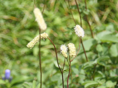 Sanguisorba albiflora