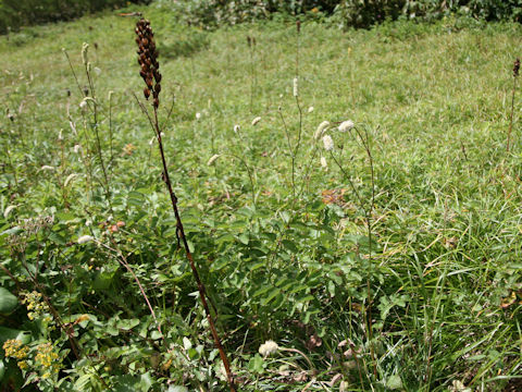 Sanguisorba albiflora