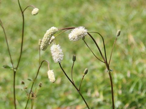 Sanguisorba albiflora