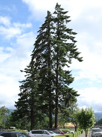 Picea sitchensis