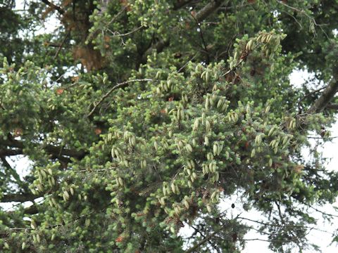 Picea sitchensis