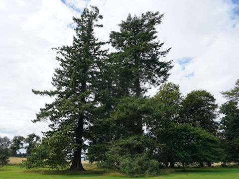 Picea sitchensis