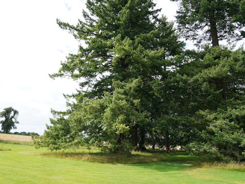 Picea sitchensis