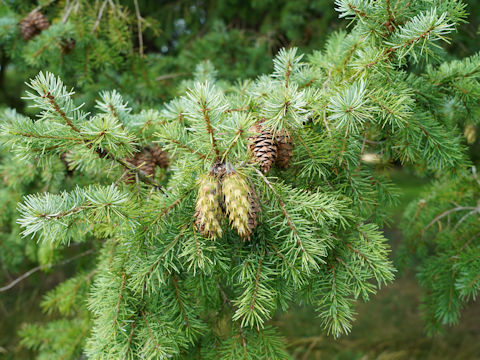 Picea sitchensis