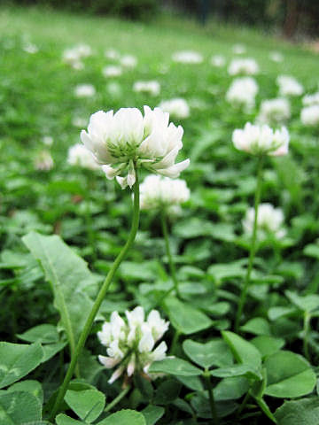 Trifolium repens