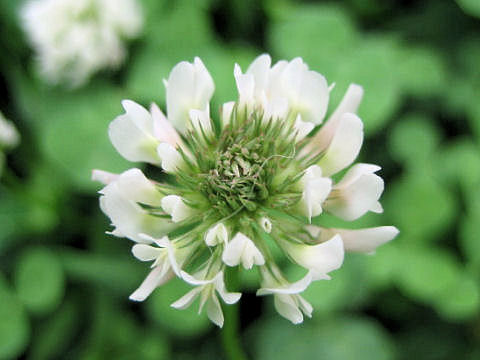 Trifolium repens