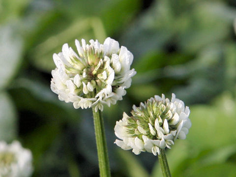 Trifolium repens