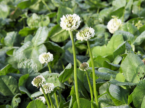 Trifolium repens