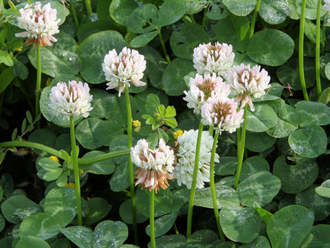 Trifolium repens