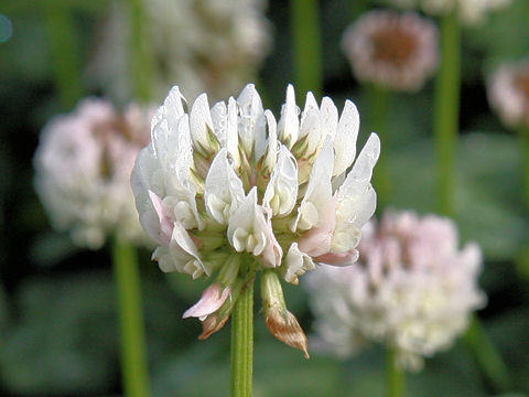 Trifolium repens