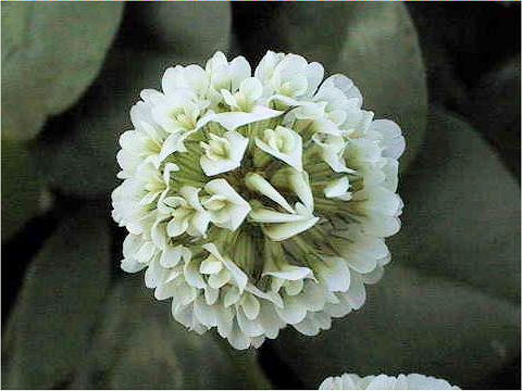 Trifolium repens