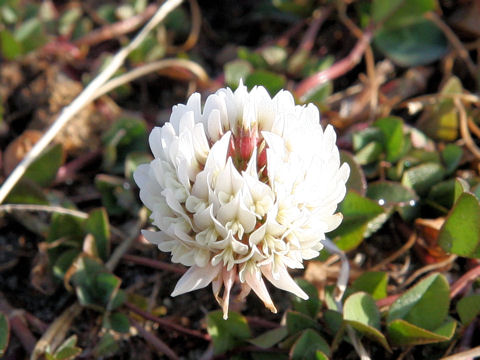 Trifolium repens