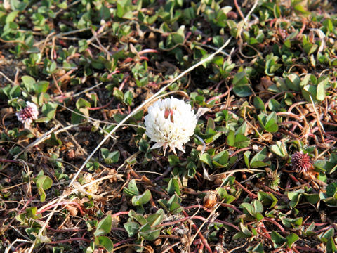 Trifolium repens