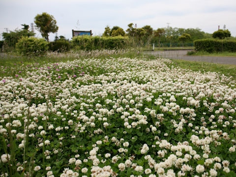 Trifolium repens