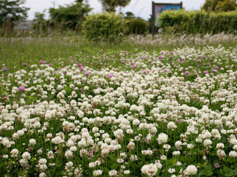 Trifolium repens