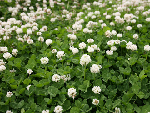 Trifolium repens