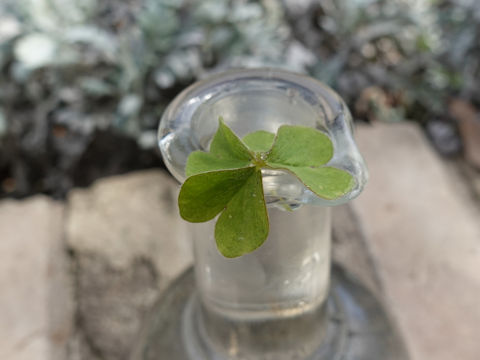 Trifolium repens