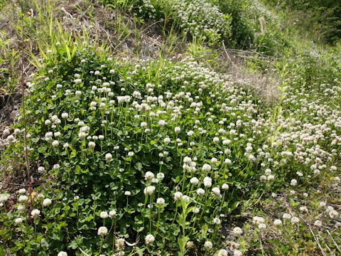 Trifolium repens