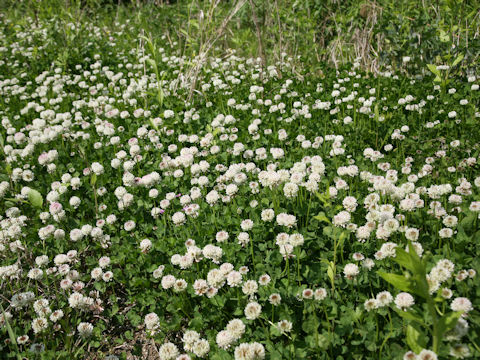 Trifolium repens