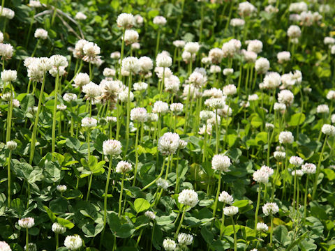 Trifolium repens